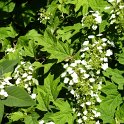 Hydrangea quercifolia fleur
